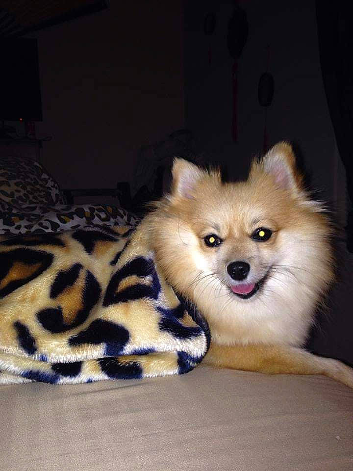Diamond is registered to the contest to win money with this photo: canidae, carnivore, companion_dog, dog, dog_breed, fur, german_spitz, german_spitz_klein, german_spitz_mittel, mammal, non_sporting_group, pomeranian, puppy, rare_breed_dog, snout, spitz, toy_dog, vertebrate, volpino_italiano, whiskers