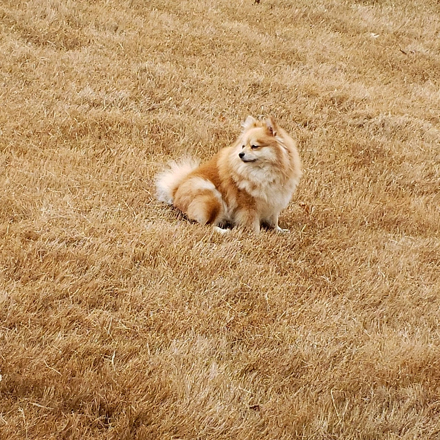 Diamond is registered to the contest to win money with this photo: canidae, carnivore, carpet, companion_dog, dog, fawn, fur, german_spitz, german_spitz_klein, grass, non_sporting_group, pomeranian, puppy, spitz, tail, toy_dog