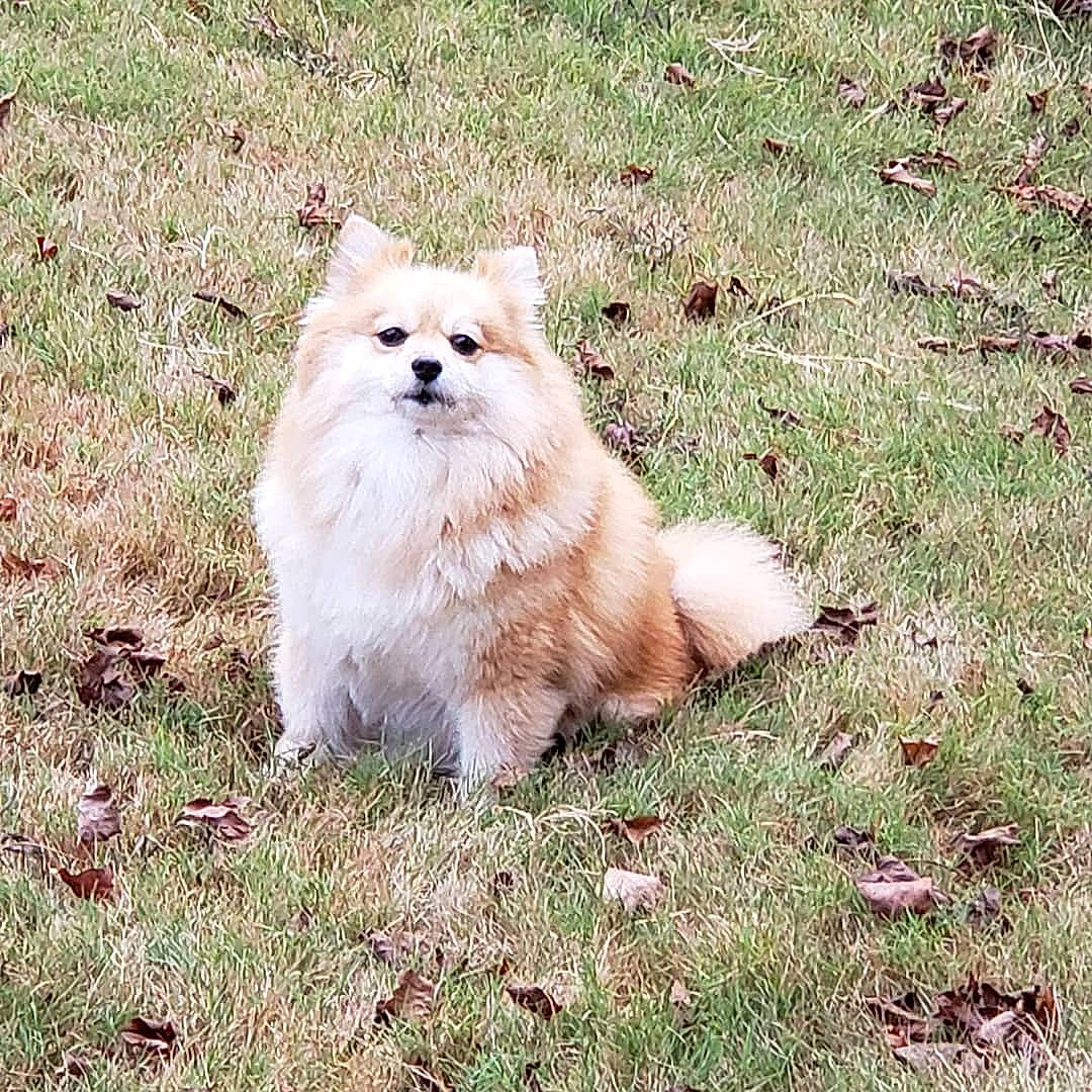 Diamond joined the competition — help win amazing prizes! canidae, carnivore, companion_dog, dog, dog_breed, german_spitz, german_spitz_klein, german_spitz_mittel, grass, japanese_spitz, mammal, non_sporting_group, pomeranian, puppy, rare_breed_dog, spitz, sporting_group, toy_dog, vertebrate, volpino_italiano