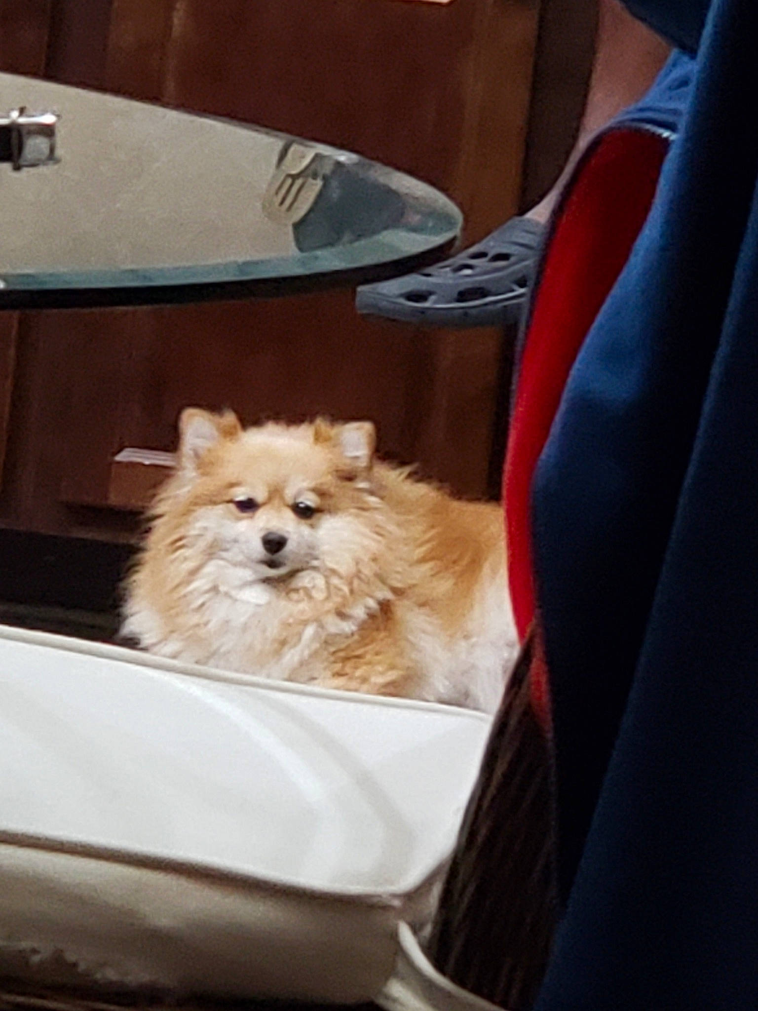 Diamond is registered to the contest to win money with this photo: canidae, carnivore, companion_dog, dog, dog_breed, fawn, german_spitz, german_spitz_klein, german_spitz_mittel, mammal, non_sporting_group, pomeranian, puppy, spitz, toy_dog, vertebrate, volpino_italiano