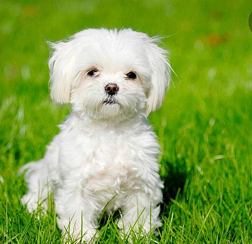 Ven joined the competition — help win amazing prizes! bichon, bichon_frise, bolognese, bolonka, canidae, carnivore, chinese_imperial_dog, companion_dog, coton_de_tulear, dog, dog_breed, havanese, kyi_leo, maltepoo, maltese, mammal, morkie, pekapoo, puppy, vertebrate