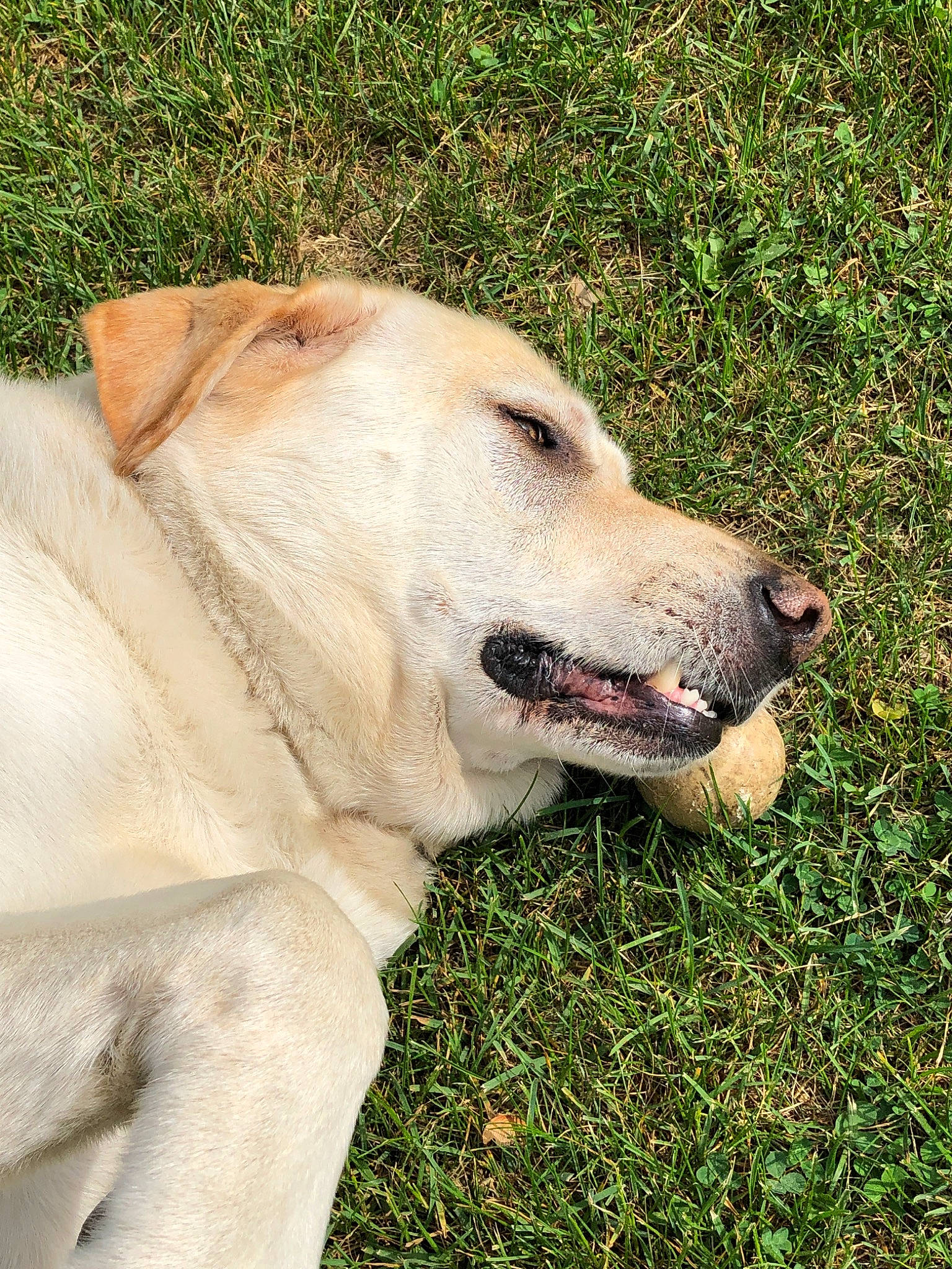 Polar Bear joined the competition — help win amazing prizes! canidae, carnivore, companion_dog, dog, dog_breed, fawn, golden_retriever, grass, labrador_retriever, mammal, nose, plant, retriever, snout, sporting_group