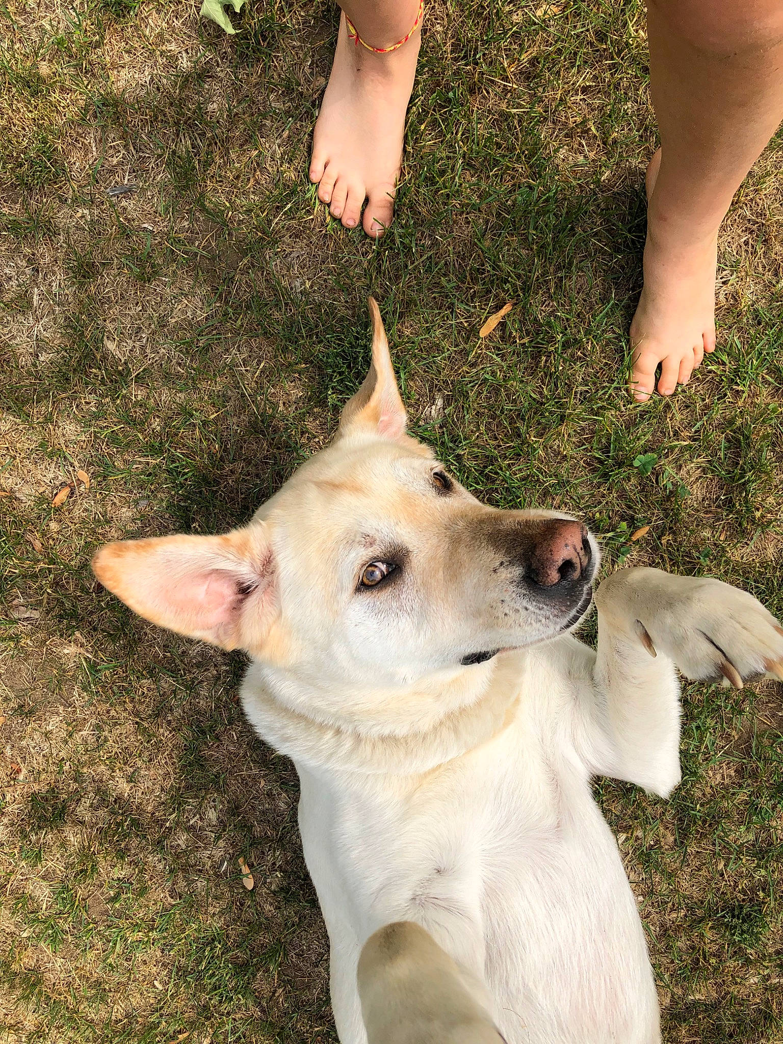 Polar Bear joined the competition — help win amazing prizes! canidae, carnivore, carolina_dog, dog, dog_breed, ear, fawn, feist, grass, mammal, potcake_dog, snout