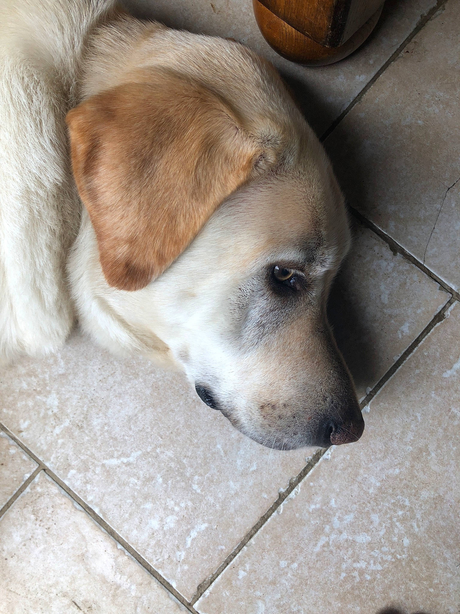 Polar Bear is registered to the contest to win money with this photo: aspin, beagador, canidae, carnivore, companion_dog, dog, dog_breed, fawn, floor, flooring, labrador_retriever, nose, potcake_dog, puppy, retriever, snout, sporting_group, street_dog, whiskers