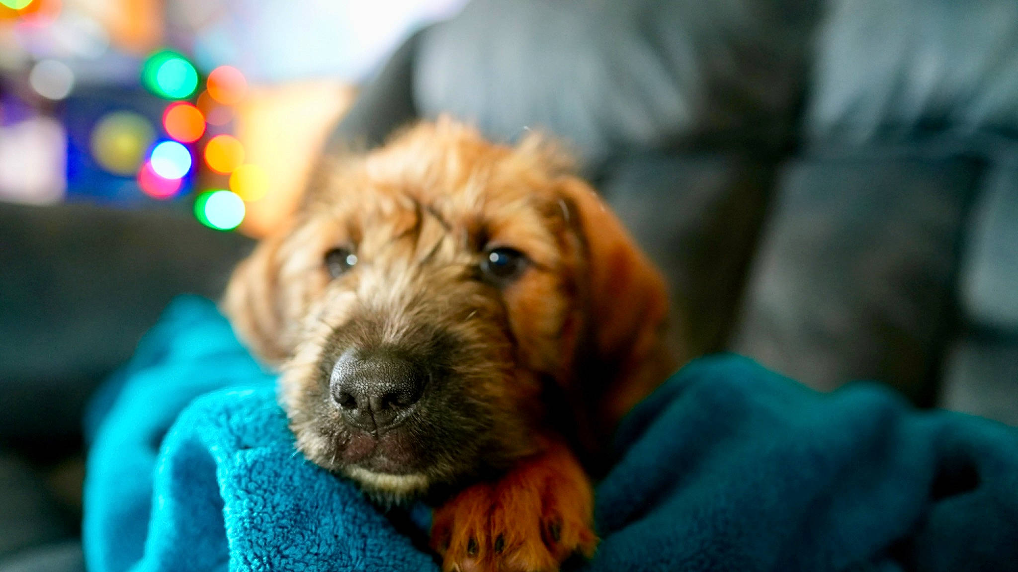 Yuuki joined the competition — help win amazing prizes! canidae, carnivore, comfort, companion_dog, dog, dog_breed, event, fur, hat, liver, retriever, snout, sporting_group, terrestrial_animal, terrier, whiskers, working_animal, working_terrier