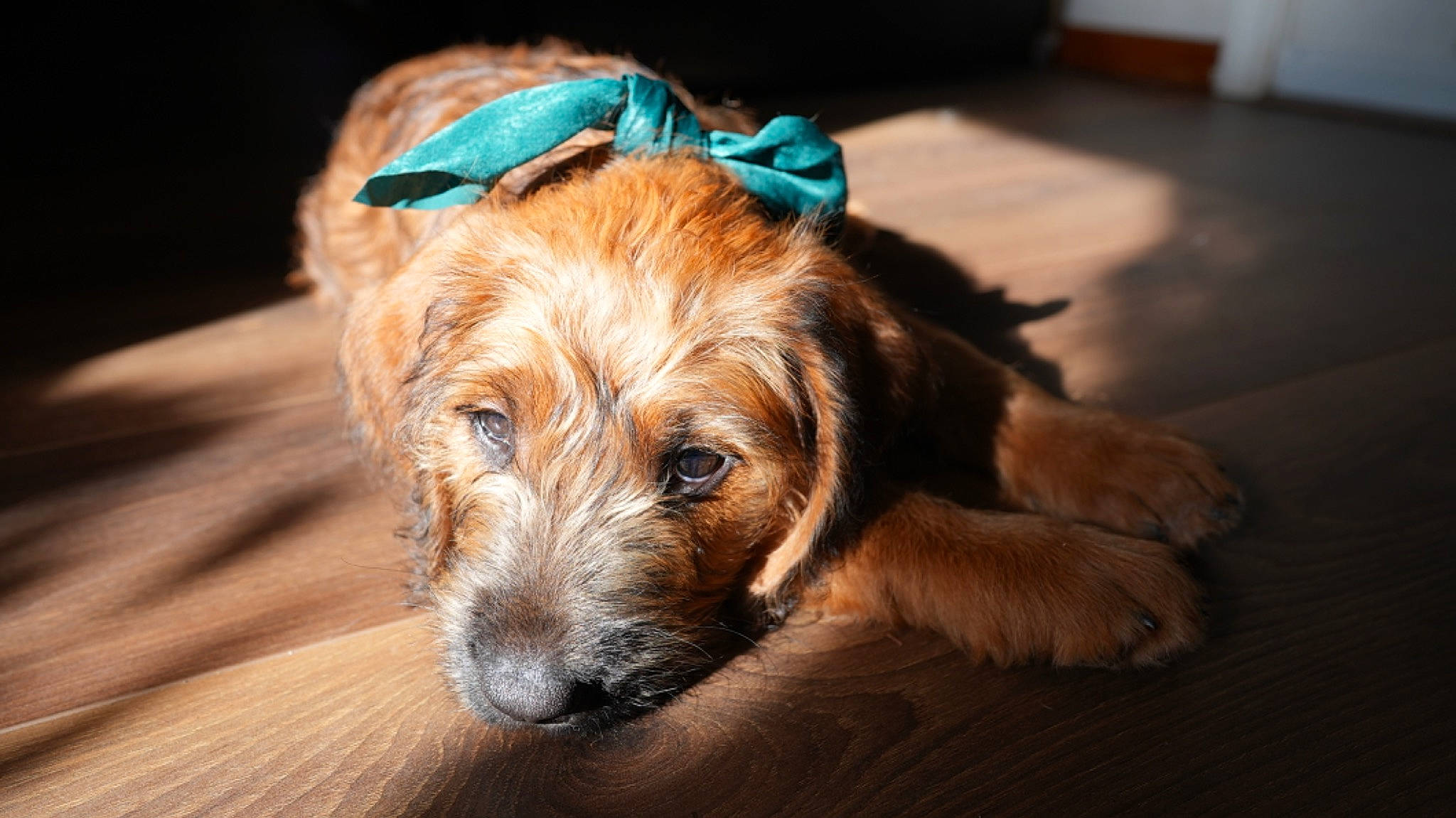 Yuuki joined the competition — help win amazing prizes! canidae, carnivore, companion_dog, dog, dog_breed, dog_clothes, dog_collar, dog_supply, fashion_accessory, fawn, flooring, liver, pet_supply, small_terrier, snout, sporting_group, terrier, toy_dog, wood, working_animal