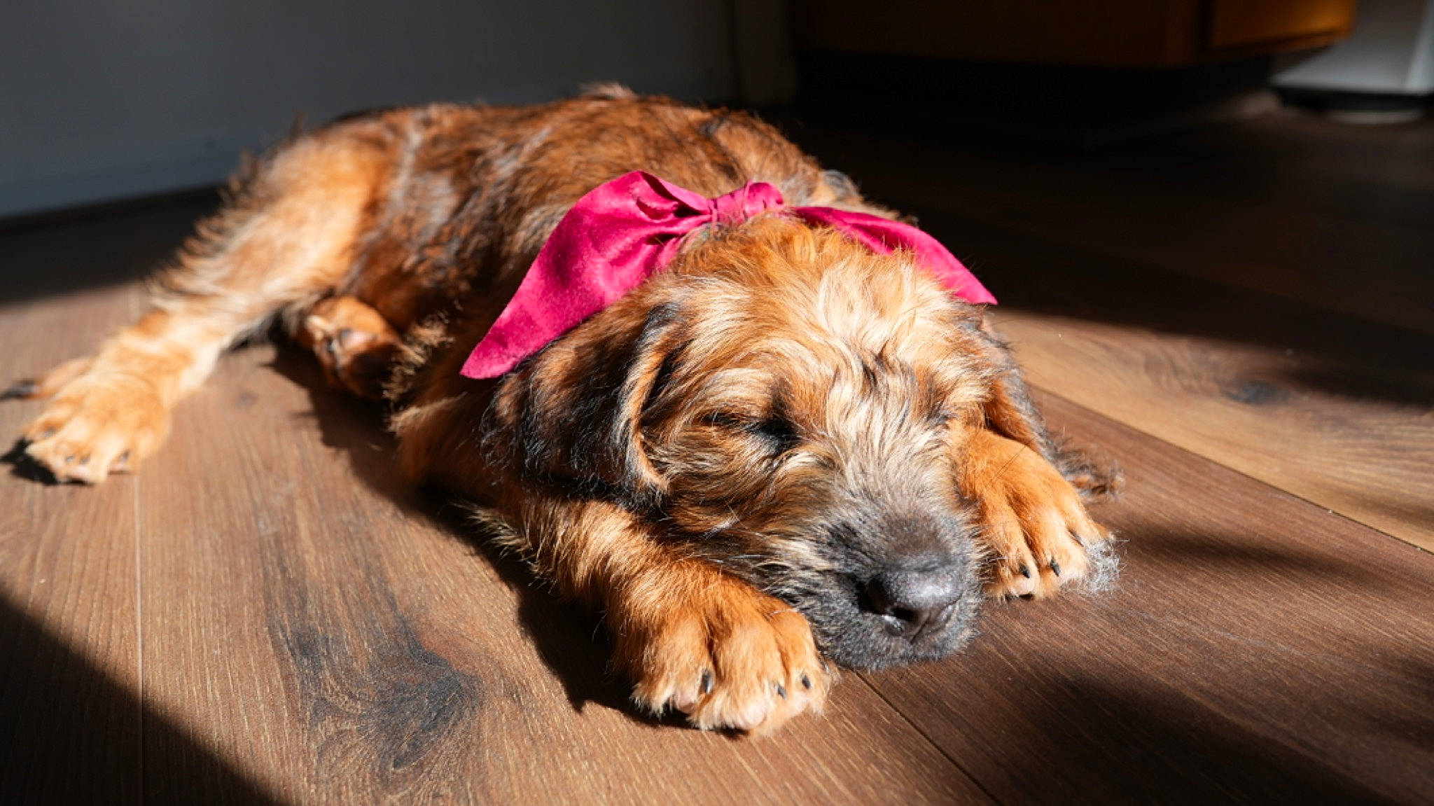 Yuuki joined the competition — help win amazing prizes! carnivore, collar, comfort, companion_dog, dog, dog_breed, dog_collar, dog_supply, fawn, fur, labradoodle, liver, mammal, paw, small_terrier, spaniel, sporting_group, terrier, working_animal, working_terrier