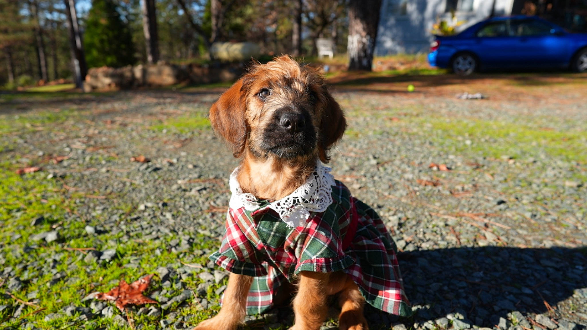 Yuuki is registered to the contest to win money with this photo: canidae, car, carnivore, companion_dog, dog, dog_breed, dog_supply, fur, grass, hunting_dog, liver, plant, sidewalk, soil, sporting_group, tire, tree, vehicle, wheel, working_dog