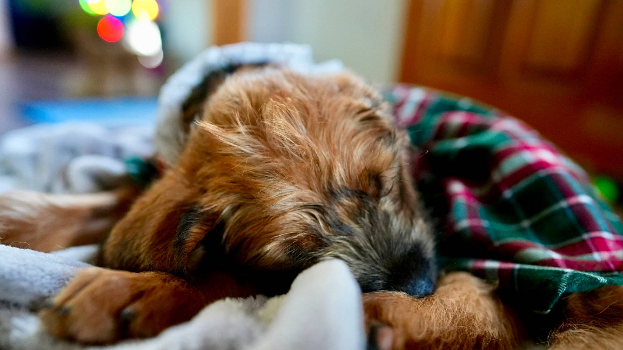 Yuuki is registered to the contest to win money with this photo: canidae, carnivore, comfort, companion_dog, dog, dog_breed, dog_supply, fawn, fur, liver, nap, puppy_love, sleep, small_terrier, snout, sporting_group, tartan, terrier, tibetan_spaniel, toy_dog