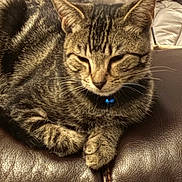 Marshmallow joined the competition — help win amazing prizes! cat, tabby, pet, sleeping, collar, blue_bell, fur, whiskers, ears, paw, leather_chair, stitching, indoor, resting, closeup, animal, cute, feline, relaxed, cozy