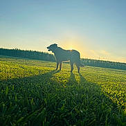 Rufus is registered to the contest to win money with this photo: animal, backlit, canine, cornfield, dog, field, grass, greenery, landscape, nature, outdoor, peaceful, pet, shadow, silhouette, sky, standing, summer, sunlight, sunset