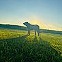 animal, backlit, canine, cornfield, dog, field, grass, greenery, landscape, nature, outdoor, peaceful, pet, shadow, silhouette, sky, standing, summer, sunlight, sunset