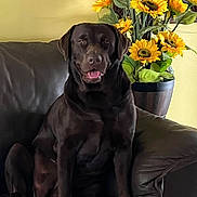 Alexa joined the competition — help win amazing prizes! animal, canine, chocolate_labrador, couch, cozy, dog, domestic_animal, flower_pot, happy, home, indoor, labrador, leather_couch, pet, plant, portrait, relaxed, sitting, sunflowers, yellow_flowers