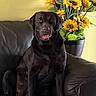 animal, canine, chocolate_labrador, couch, cozy, dog, domestic_animal, flower_pot, happy, home, indoor, labrador, leather_couch, pet, plant, portrait, relaxed, sitting, sunflowers, yellow_flowers