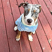 Storm is registered to the contest to win money with this photo: dog, puppy, blue_eyes, sweater, blue_sweater, snowflake_pattern, wooden_deck, red_deck, outdoor, pet, animal, cute, attention, sitting, looking_up, canine, fur, ears, nose, paws