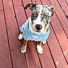 dog, puppy, blue_eyes, sweater, blue_sweater, snowflake_pattern, wooden_deck, red_deck, outdoor, pet, animal, cute, attention, sitting, looking_up, canine, fur, ears, nose, paws
