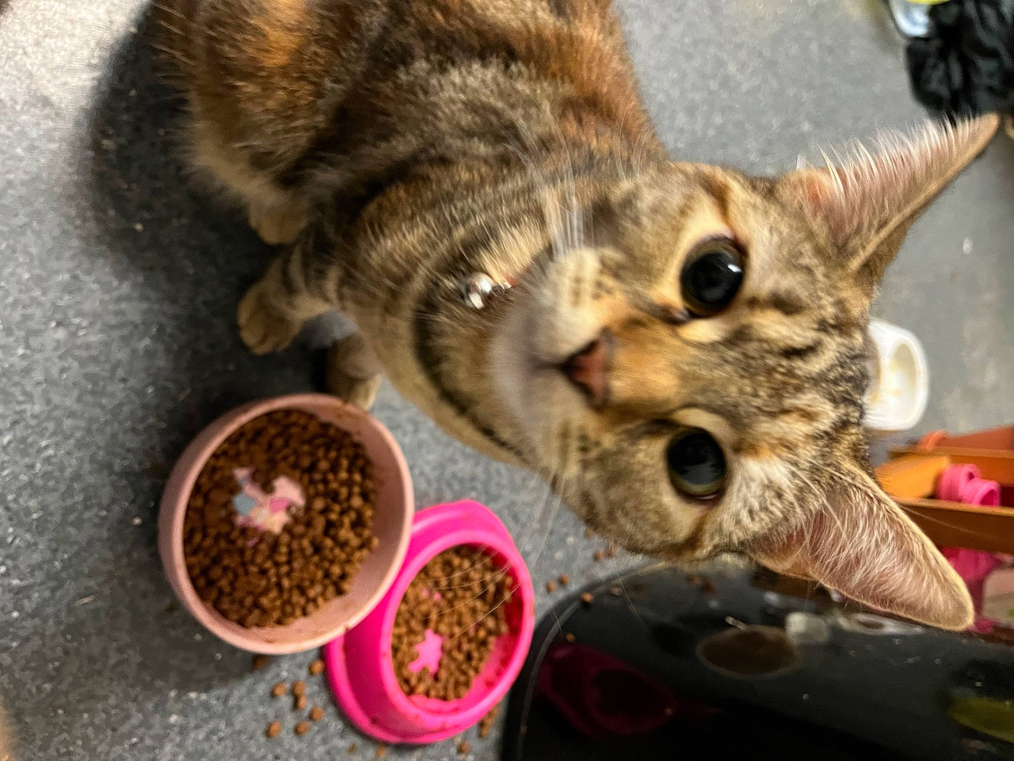 Smudge joined the competition — help win amazing prizes! animal_feed, bird_supply, carnivore, cat, cat_food, cat_supply, dog_food, domestic_short_haired_cat, felidae, food, fur, ingredient, pet_food, pet_supply, small_animal_food, small_to_medium_sized_cats, snout, soil, superfood, whiskers