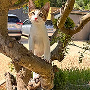 Aria participe au concours pour gagner de l'argent avec cette photo : kitten, cat, tree, branch, outdoor, sunlight, greenery, car, vehicle, nature, pet, animal, curious, young, fur, whiskers, ears, eyes, daylight, background