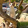 kitten, cat, tree, branch, outdoor, sunlight, greenery, car, vehicle, nature, pet, animal, curious, young, fur, whiskers, ears, eyes, daylight, background