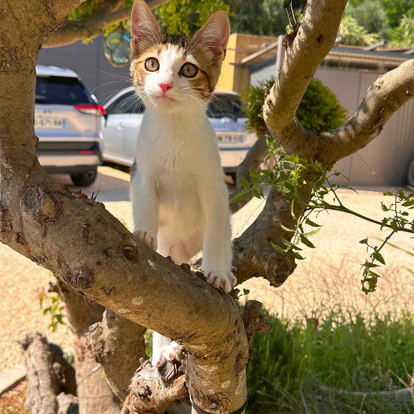 Aria participe au concours pour gagner de l'argent avec cette photo : kitten, cat, tree, branch, outdoor, sunlight, greenery, car, vehicle, nature, pet, animal, curious, young, fur, whiskers, ears, eyes, daylight, background