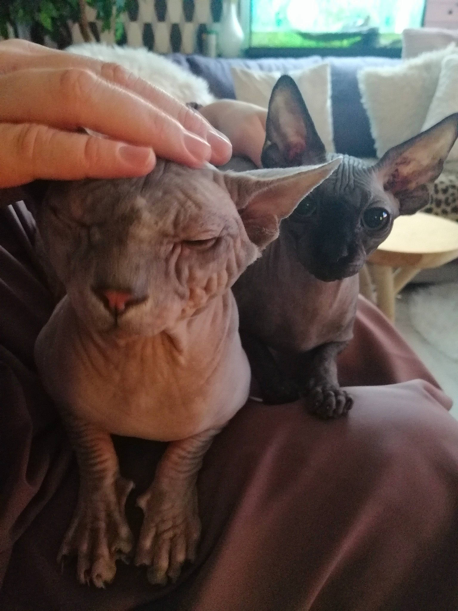 Junior participe au concours pour gagner de l'argent avec cette photo : carnivore, cat, cornish_rex, devon_rex, donskoy, fawn, felidae, kitten, mammal, peterbald, rex_cat, small_to_medium_sized_cats, snout, sphynx, ukrainian_levkoy, vertebrate