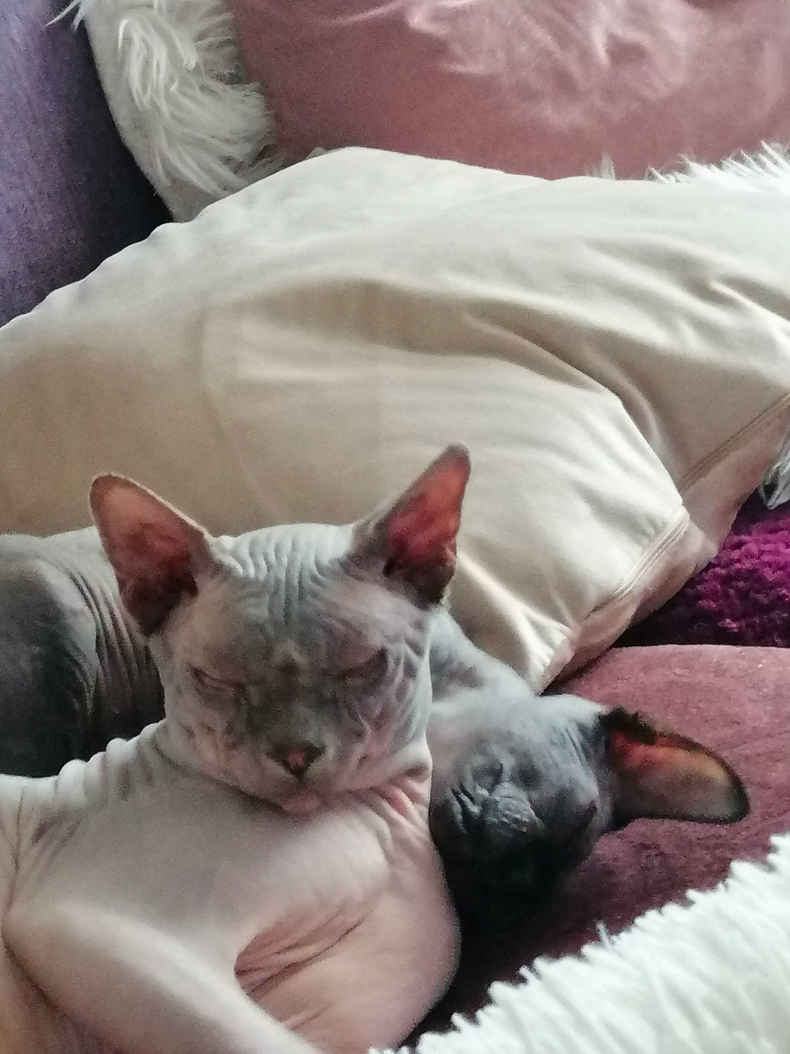 Junior participe au concours pour gagner de l'argent avec cette photo : carnivore, cat, comfort, cornish_rex, devon_rex, donskoy, fawn, felidae, kitten, mammal, nap, small_to_medium_sized_cats, sphynx, vertebrate, whiskers