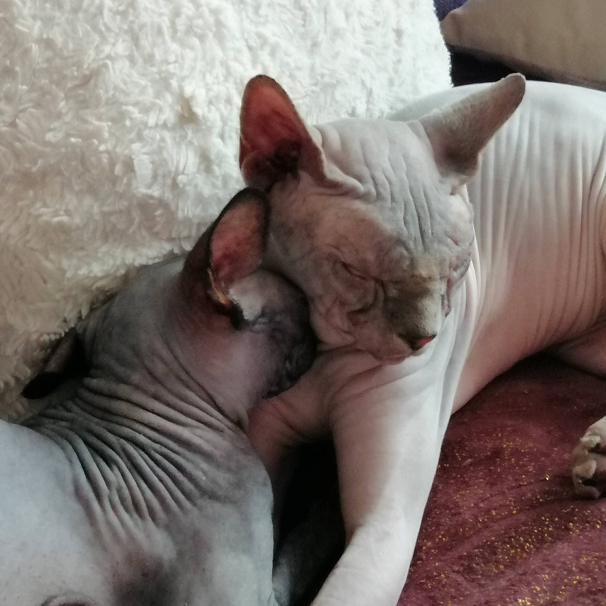 Junior a rejoint le concours — aidez-le/la à gagner de superbes lots ! carnivore, cat, devon_rex, donskoy, fawn, felidae, kitten, mammal, nap, peterbald, small_to_medium_sized_cats, snout, sphynx, ukrainian_levkoy, vertebrate, whiskers