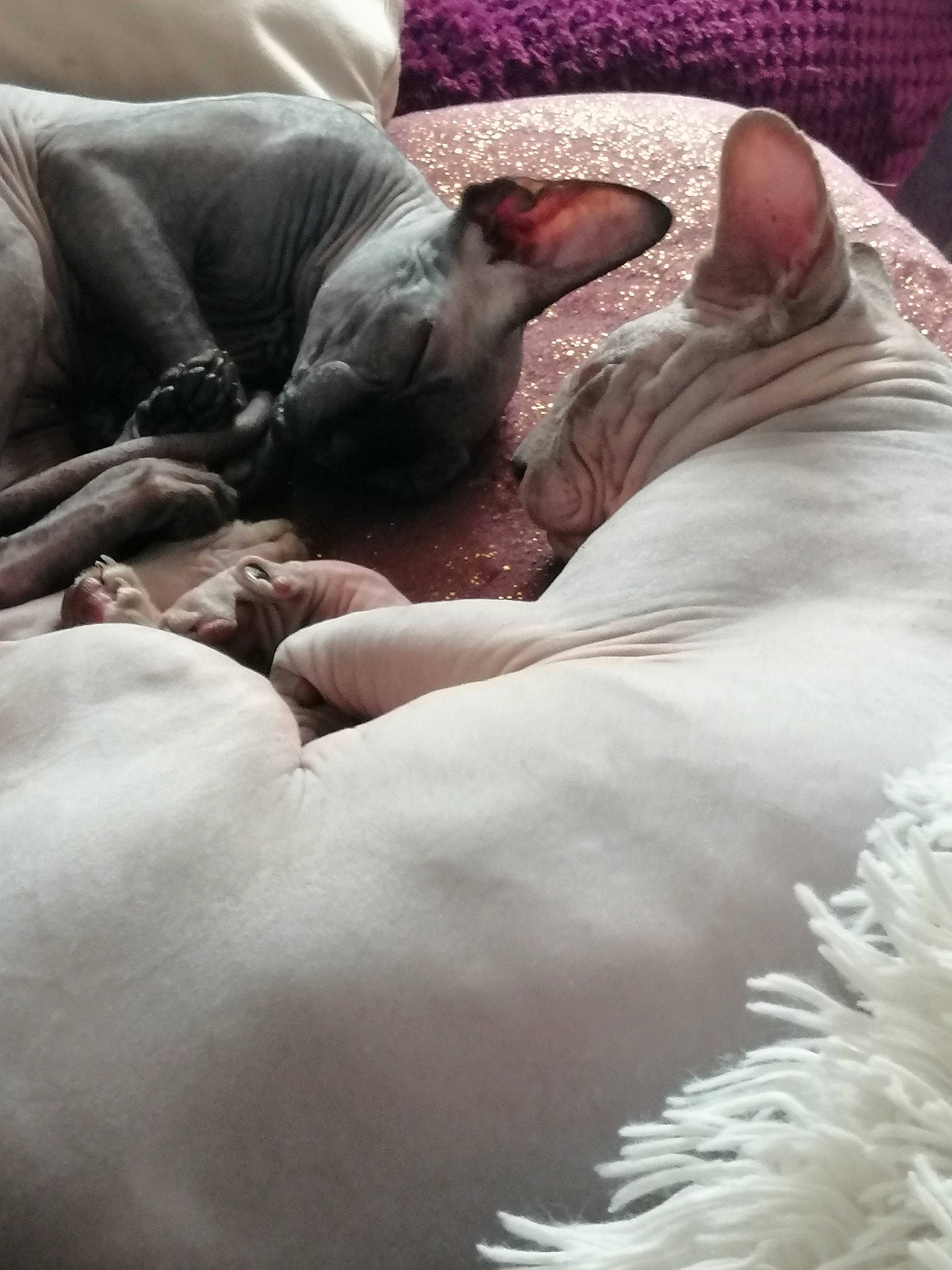Junior a rejoint le concours — aidez-le/la à gagner de superbes lots ! american_hairless_terrier, carnivore, cat, companion_dog, cornish_rex, devon_rex, donskoy, fawn, felidae, kitten, mammal, nap, peterbald, small_to_medium_sized_cats, sphynx, ukrainian_levkoy, vertebrate, whiskers