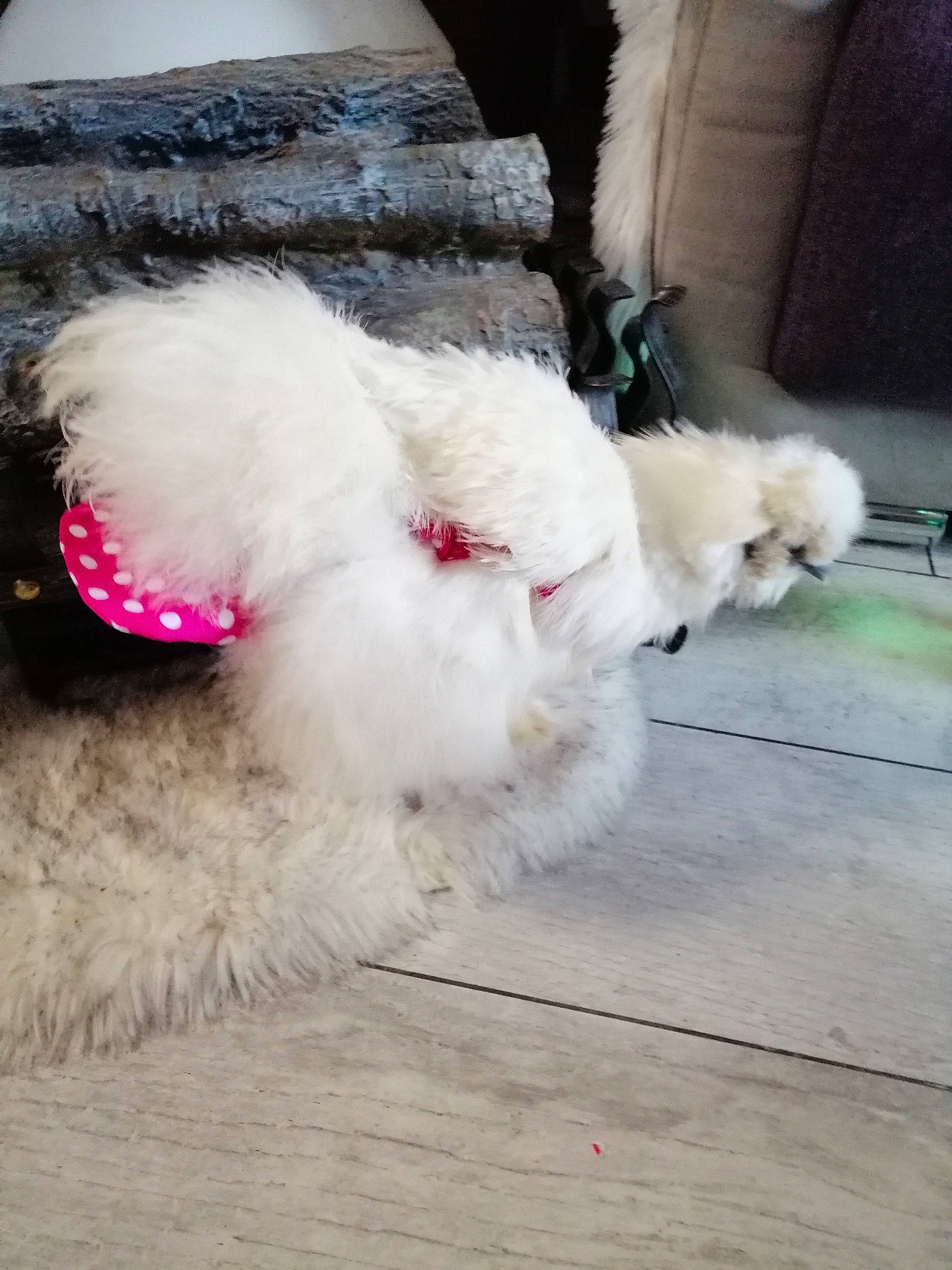 Poulette a rejoint le concours — aidez-le/la à gagner de superbes lots ! bichon, bolognese, canidae, carnivore, companion_dog, dog, dog_breed, fur, maltepoo, maltese, non_sporting_group, poodle, puppy, tail, toy_dog, toy_poodle