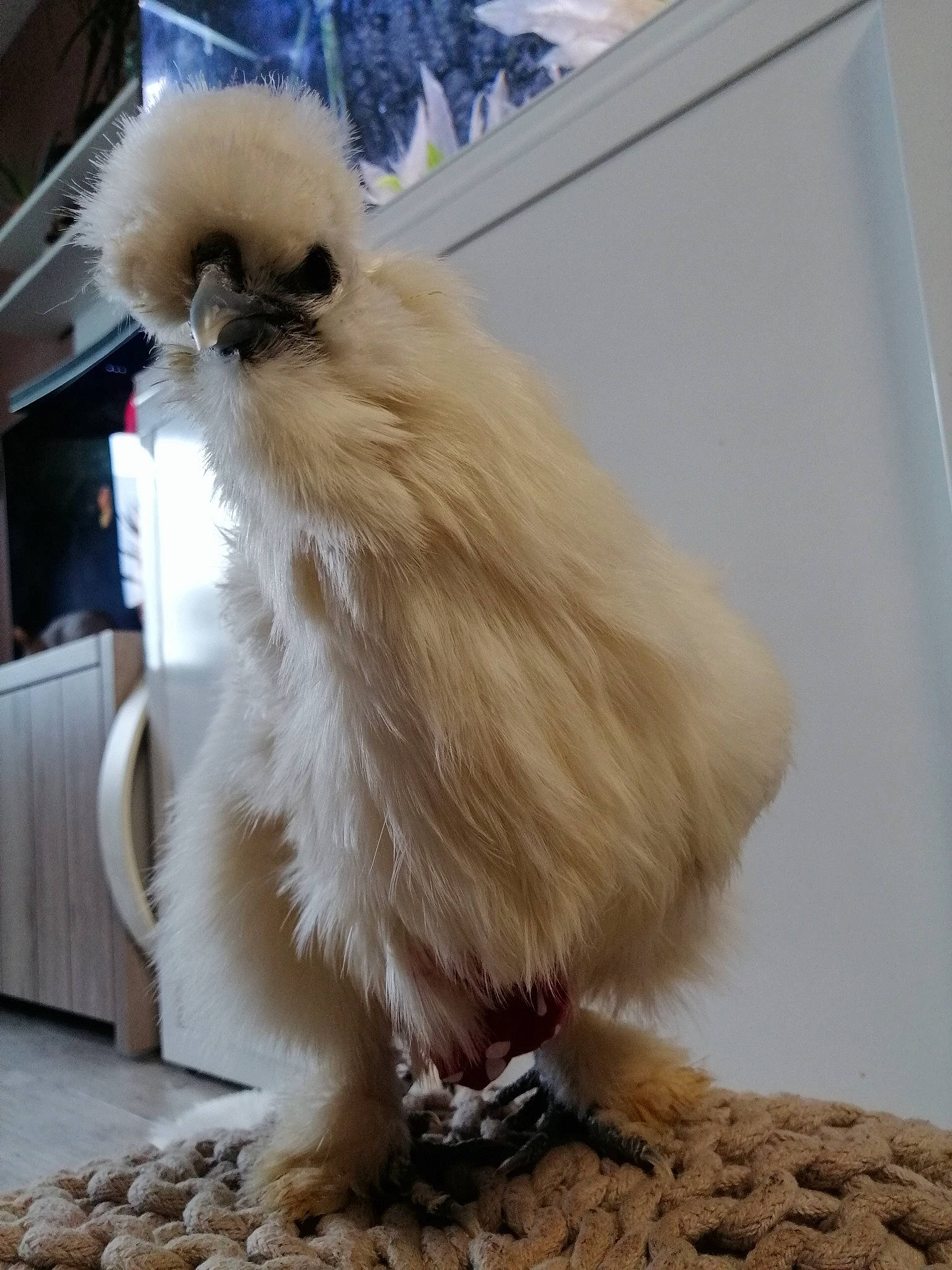 Poulette participe au concours pour gagner de l'argent avec cette photo : beak, bird, fawn, feather, fur