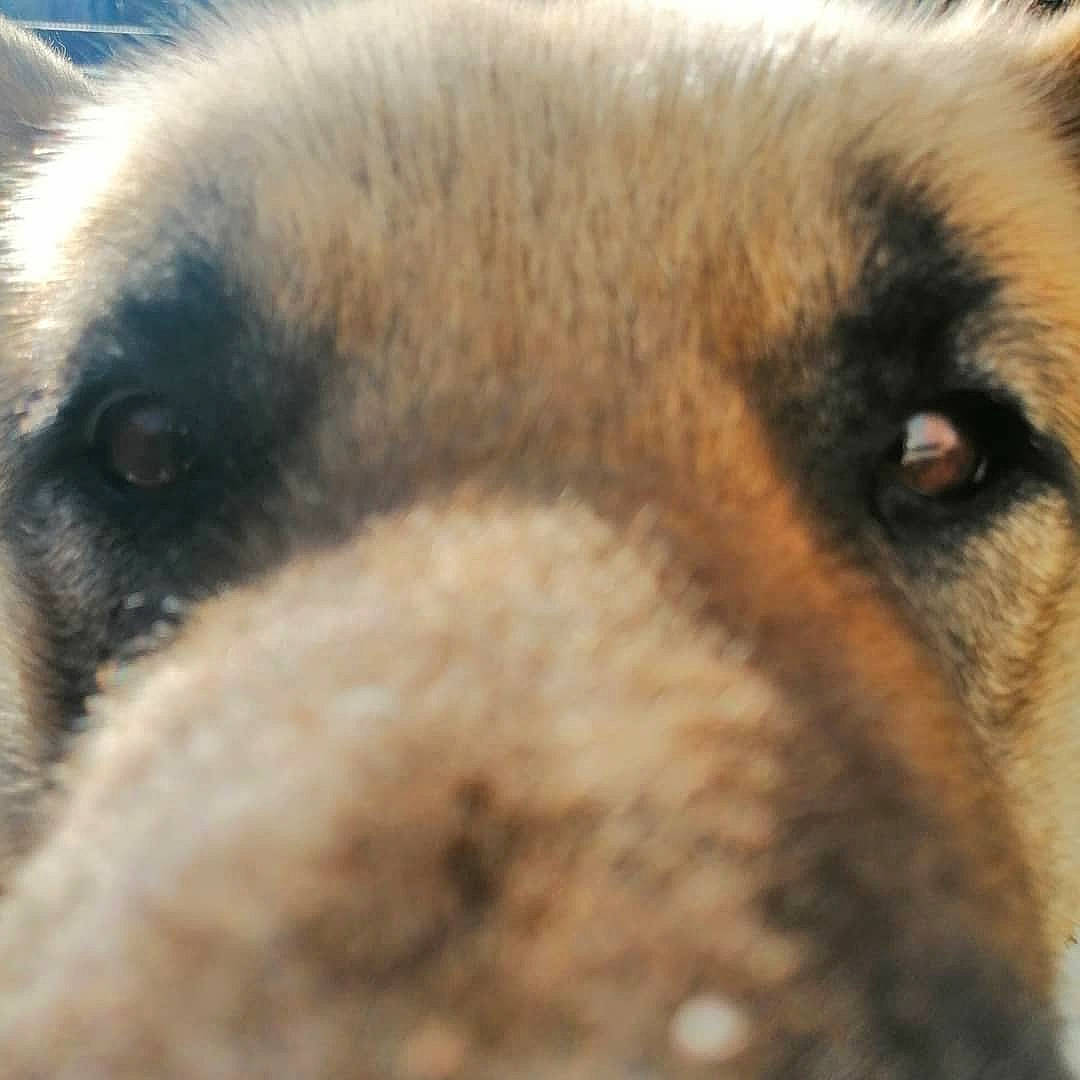 Akita participe au concours pour gagner de l'argent avec cette photo : canidae, carnivore, close_up, companion_dog, dog, dog_breed, eye, fawn, fur, head, human_body, paw, pet_supply, puppy, snout, sporting_group, street_dog, terrestrial_animal, whiskers, wildlife