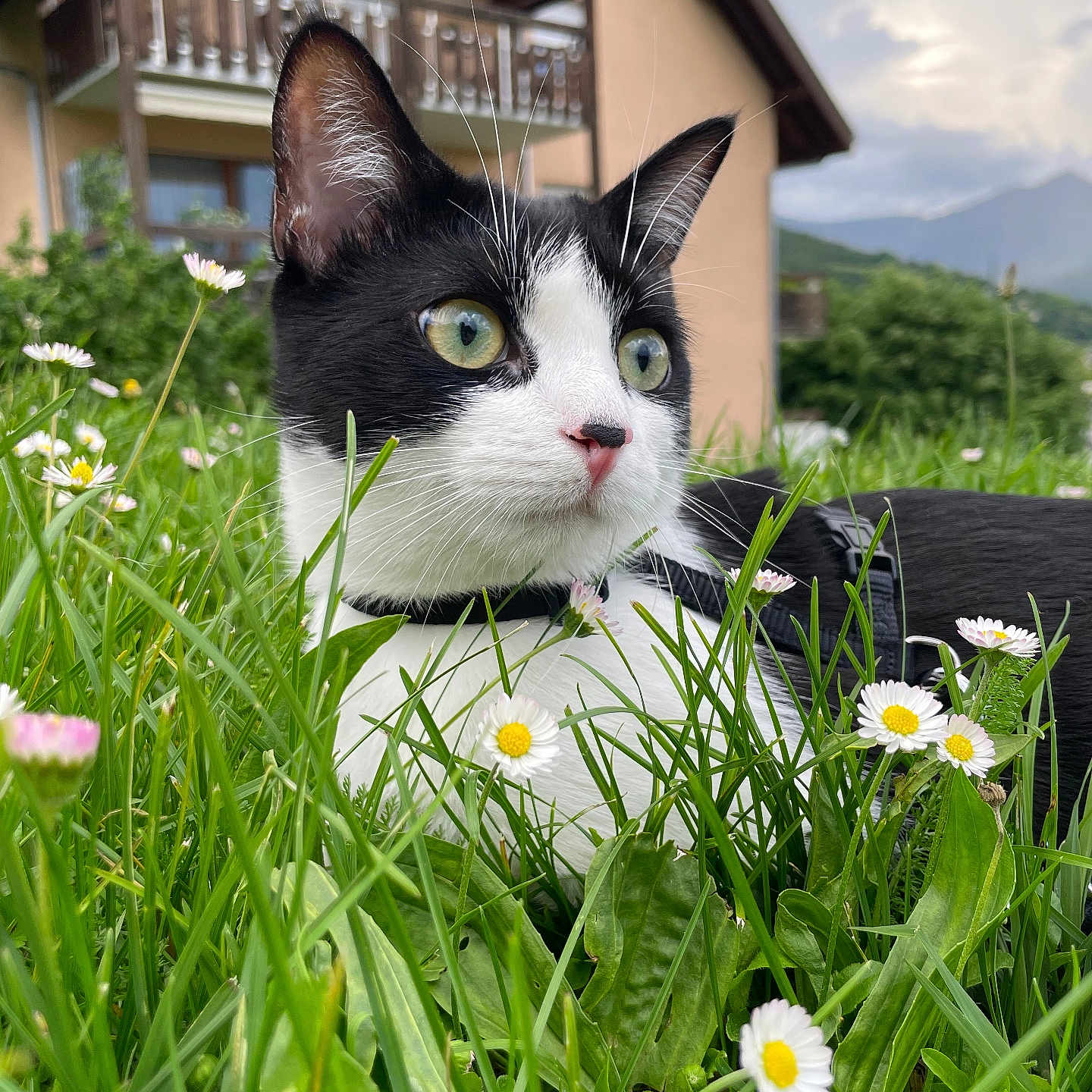 Silly participe au concours pour gagner de l'argent avec cette photo : animal, black_and_white, building, calm, cat, closeup, daisies, daylight, flowers, fur, grass, greenery, house, meadow, mountains, nature, outdoor, pet, sky, whiskers