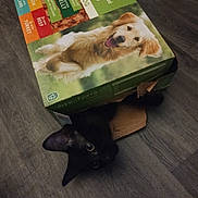 Salem joined the competition — help win amazing prizes! animal, animal_portrait, black_cat, box, cardboard, cardboard_box, cat, close_up, curious, cute, dark_fur, dog_image, ears, eyes, floor, flooring, indoor, pet, pet_food_box, playful