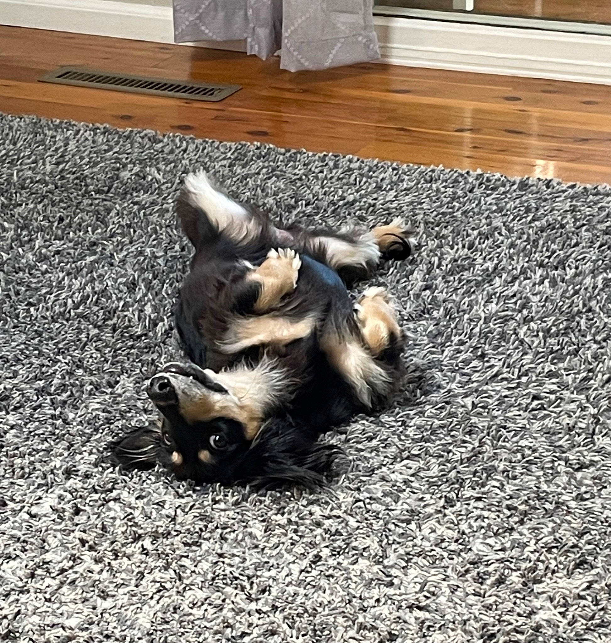 Maizey is registered to the contest to win money with this photo: asphalt, canidae, claw, companion_dog, dog_breed, fawn, felidae, floor, flooring, fur, grass, hardwood, human_leg, paw, puppy, road_surface, small_to_medium_sized_cats, soil, tail, wood