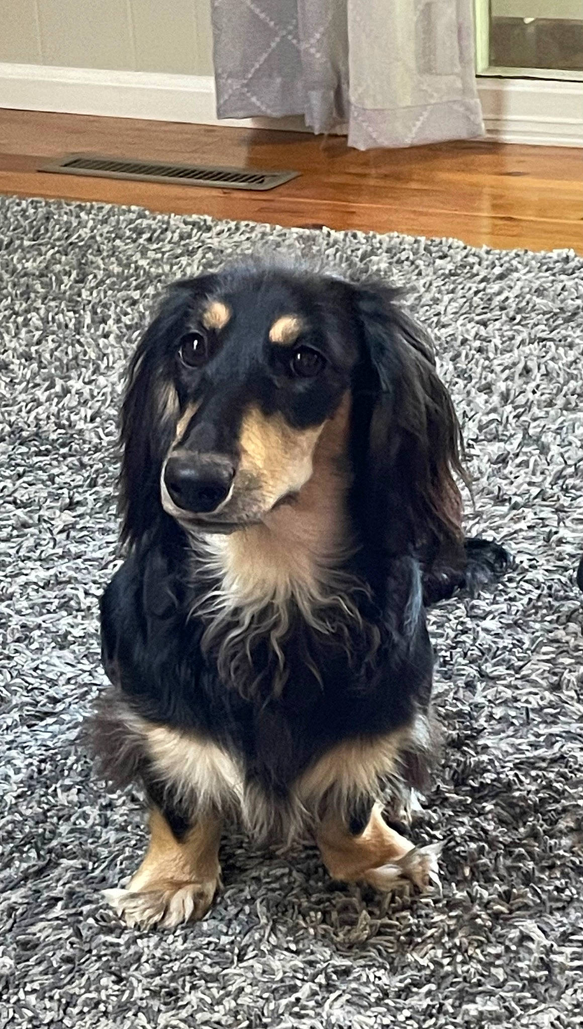 Maizey is registered to the contest to win money with this photo: canidae, carnivore, companion_dog, dog, dog_breed, flooring, fur, hardwood, snout, sporting_group, whiskers, wood, working_animal, working_dog