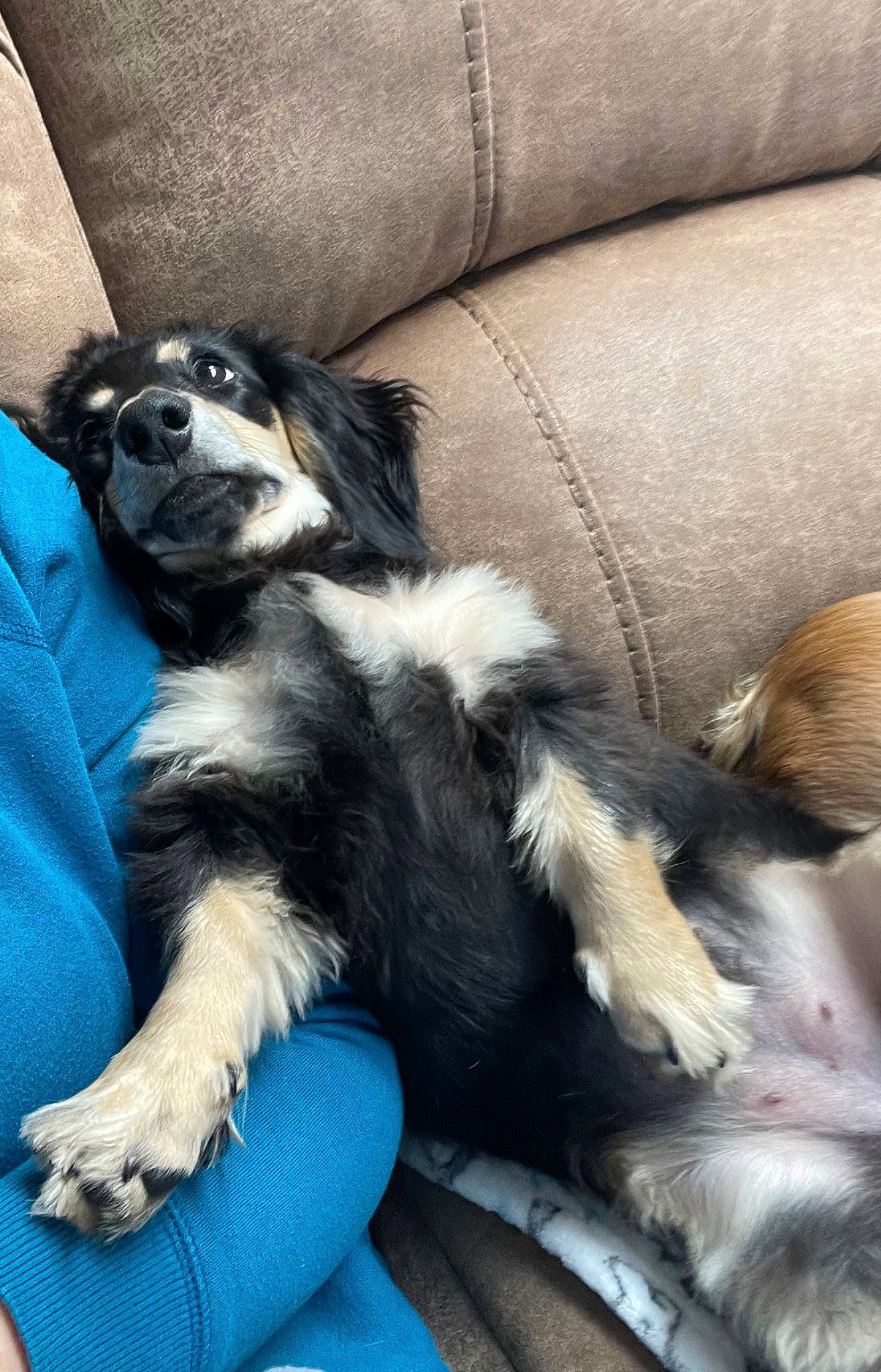 Maizey is registered to the contest to win money with this photo: canidae, carnivore, claw, comfort, companion_dog, dog, dog_breed, electric_blue, foot, fur, herding_dog, human_leg, nap, paw, sitting, sporting_group, tail, terrestrial_animal, toy_dog, working_dog