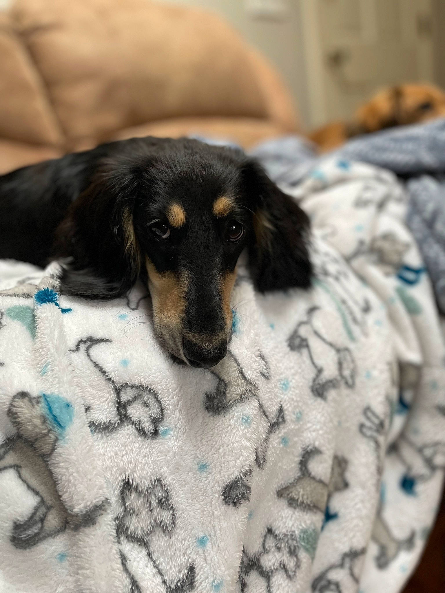 Maizey is registered to the contest to win money with this photo: canidae, carnivore, comfort, companion_dog, dog, dog_breed, dog_supply, fawn, fur, linens, pattern, paw, puppy, snout, sporting_group, terrestrial_animal, toy_dog, whiskers, working_animal, working_dog