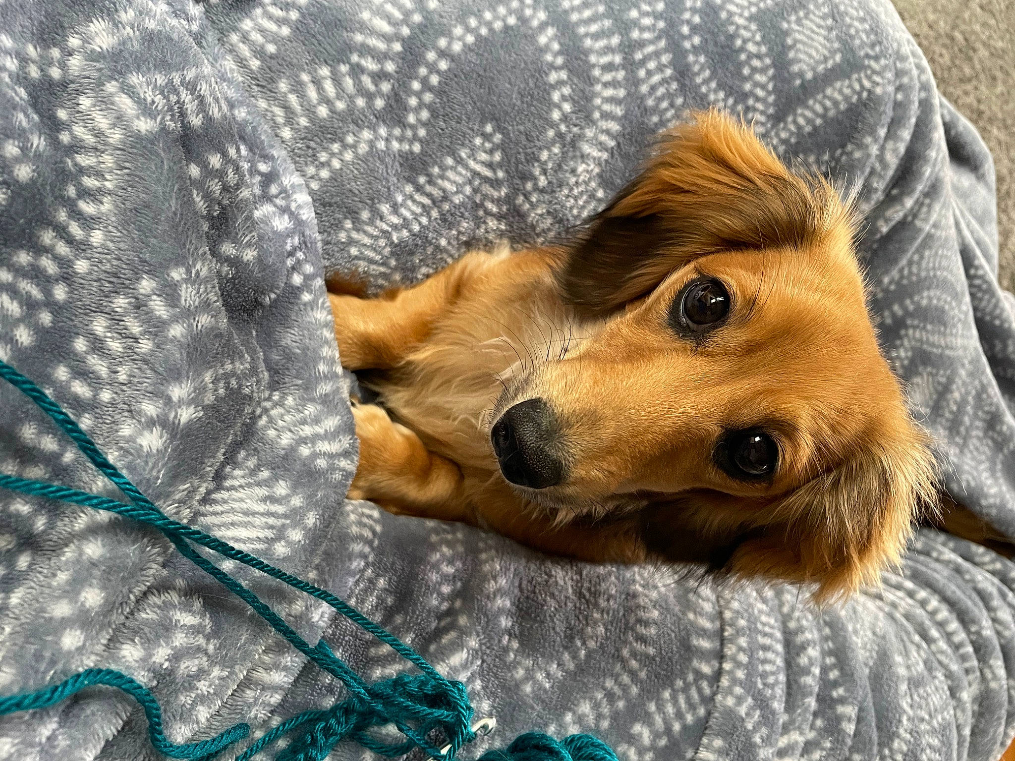 Ruby joined the competition — help win amazing prizes! canidae, carnivore, companion_dog, dog, dog_breed, fawn, fur, linens, liver, pattern, paw, pomeranian, retriever, snout, spitz, sporting_group, street_dog, volpino_italiano, whiskers, working_animal