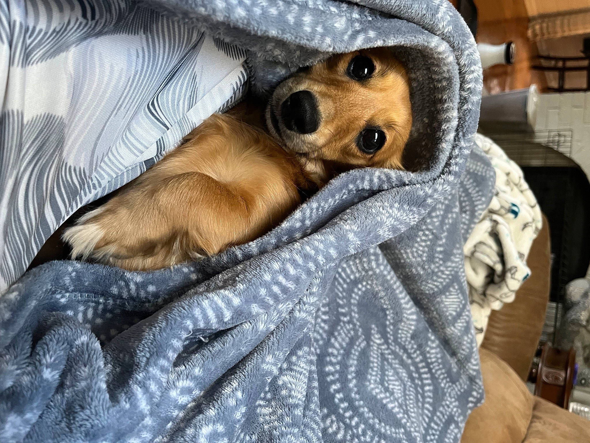 Ruby is registered to the contest to win money with this photo: canidae, carnivore, comfort, companion_dog, dog, dog_breed, fawn, fur, goggles, guard_dog, linens, nap, puppy, snout, sporting_group, street_dog, sunglasses, toy_dog, whiskers, working_animal