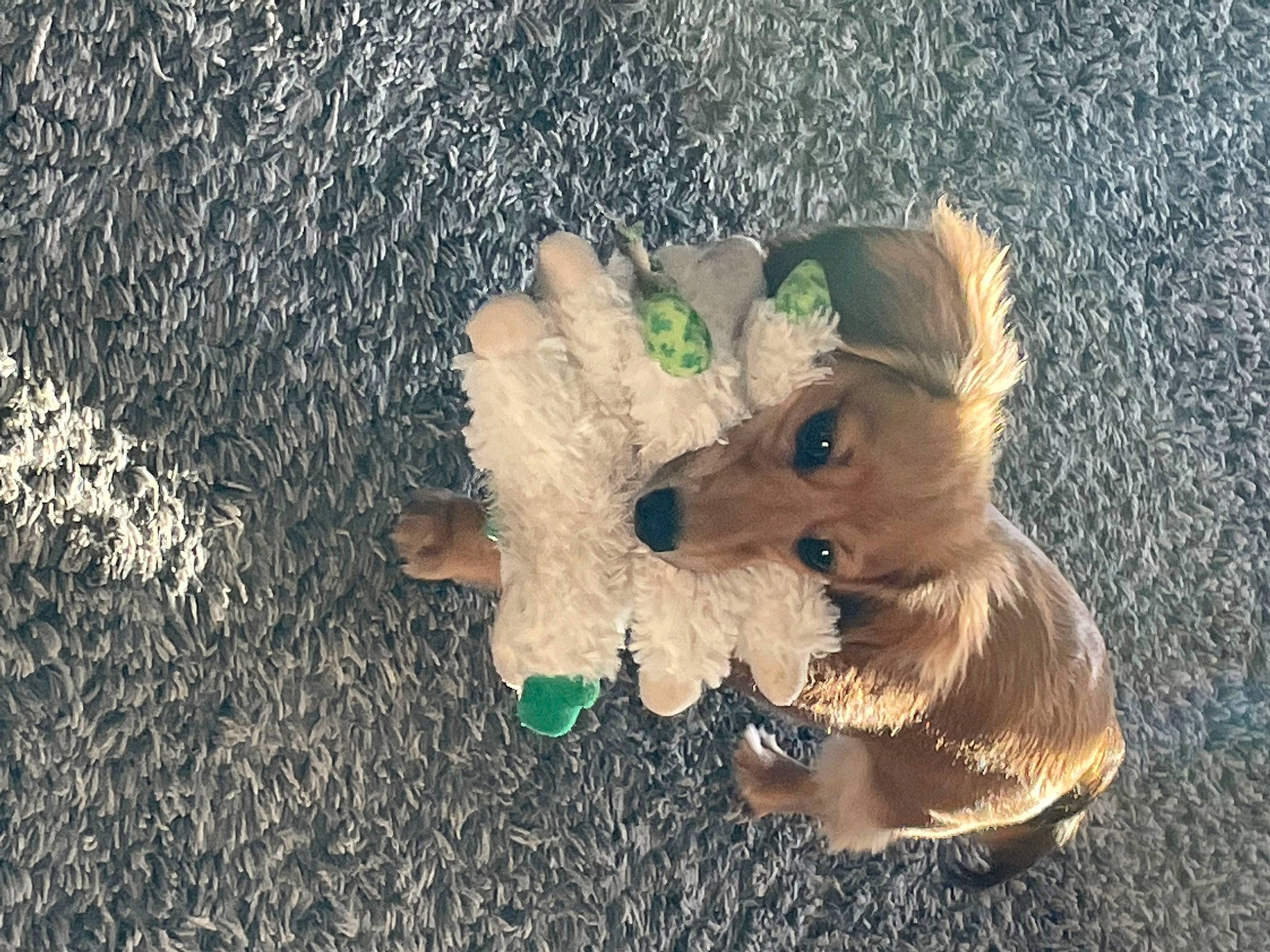 Ruby joined the competition — help win amazing prizes! canidae, carnivore, companion_dog, dog, dog_breed, dog_supply, fawn, fur, grass, liver, paw, snout, sporting_group, stuffed_toy, tail, toy, toy_dog, whiskers, wood, working_animal