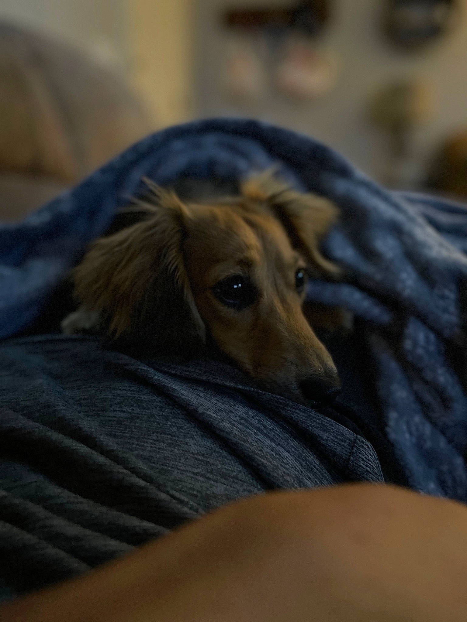 Ruby is registered to the contest to win money with this photo: canidae, carnivore, comfort, companion_dog, dog, dog_breed, fawn, fur, grass, sitting, snout, sporting_group, terrestrial_animal, wildlife, wood, working_animal