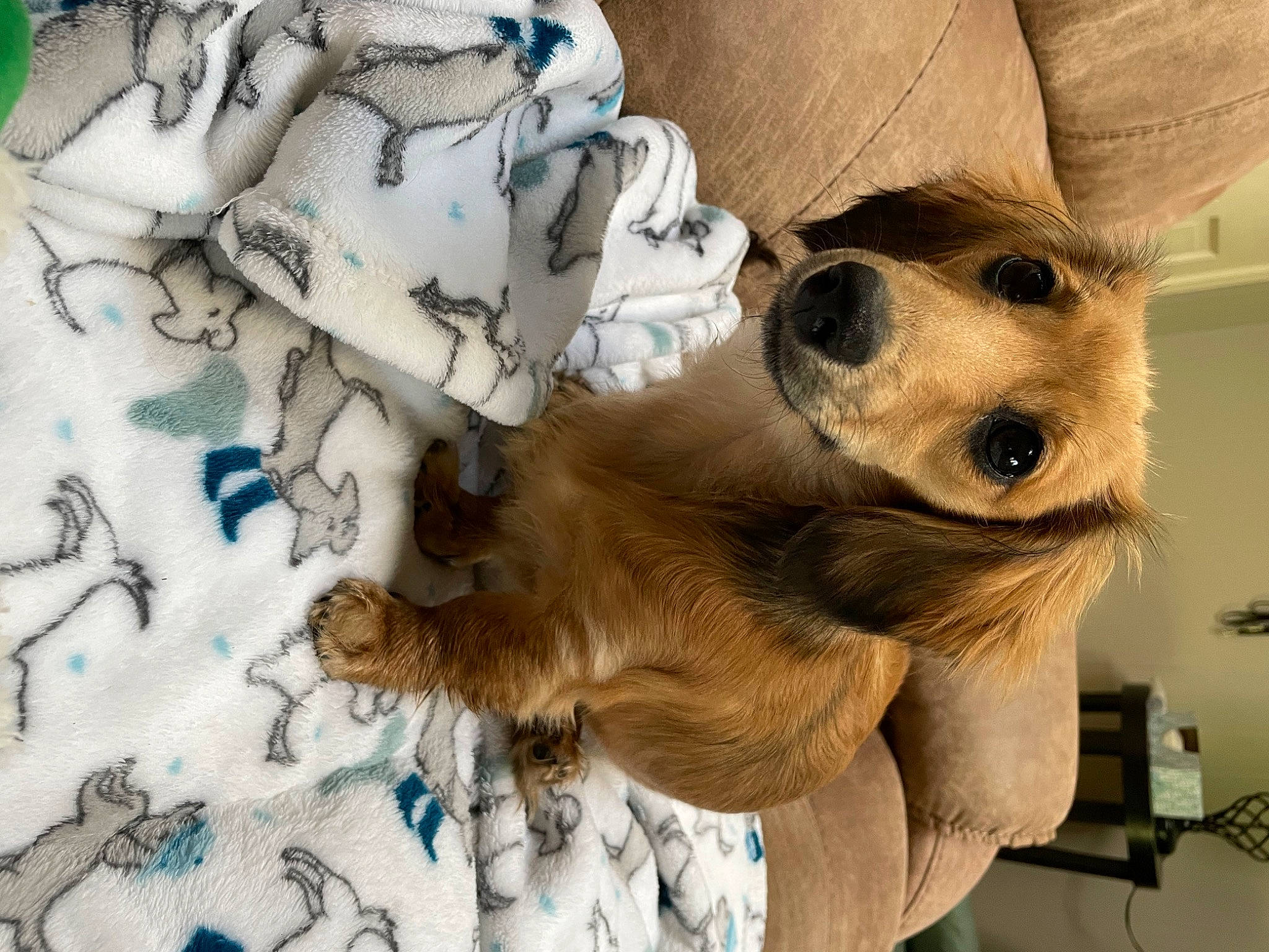 Ruby joined the competition — help win amazing prizes! aircraft, canidae, carnivore, clock, companion_dog, dog, dog_breed, dog_collar, dog_supply, ear, fawn, fur, paw, puppy, snout, sporting_group, sunglasses, toy_dog, whiskers, working_animal