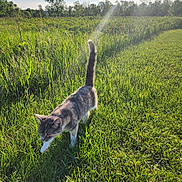 Minnie is registered to the contest to win money with this photo: cat, animal, outdoor, grass, field, sunlight, nature, pet, walking, greenery, sunbeam, tail, daytime, mammal, flora, trees, shadows, summer, sunny, wildlife