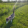 cat, animal, outdoor, grass, field, sunlight, nature, pet, walking, greenery, sunbeam, tail, daytime, mammal, flora, trees, shadows, summer, sunny, wildlife