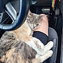cat, sleeping, lap, person, car, steering_wheel, pedals, fur, cozy, relaxing, indoor, animal, pet, resting, seat, black_clothing, paw, feline, transportation, comfort