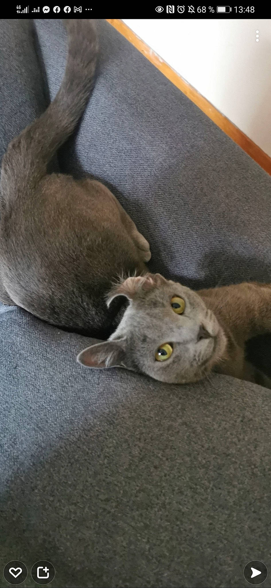 Beerus a rejoint le concours — aidez-le/la à gagner de superbes lots ! canidae, carnivore, cat, comfort, dog_breed, domestic_short_haired_cat, ear, fawn, felidae, fur, grey, linens, nap, paw, russian_blue, small_to_medium_sized_cats, snout, tail, terrestrial_animal, whiskers