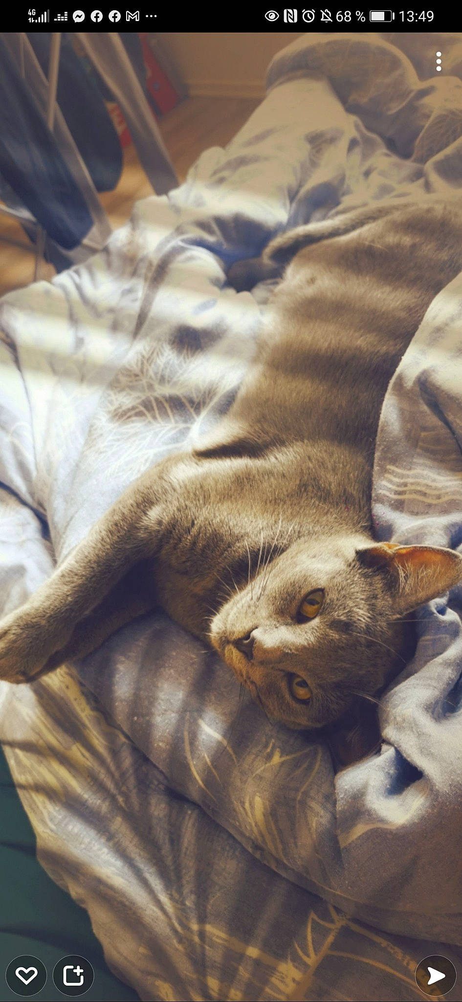 Beerus participe au concours pour gagner de l'argent avec cette photo : canidae, carnivore, cat, claw, comfort, dog_breed, domestic_short_haired_cat, fawn, felidae, fur, grey, linens, nap, paw, small_to_medium_sized_cats, snout, sporting_group, terrestrial_animal, whiskers, wood