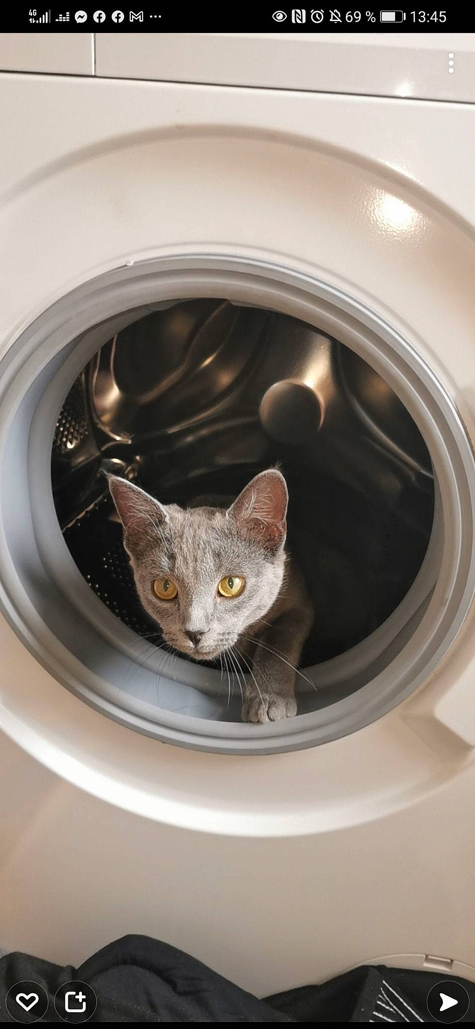 Beerus participe au concours pour gagner de l'argent avec cette photo : auto_part, automotive_lighting, automotive_tire, automotive_wheel_system, carnivore, cat, circle, clothes_dryer, domestic_short_haired_cat, felidae, fixture, gas, home_appliance, major_appliance, metal, rim, small_to_medium_sized_cats, snout, washing_machine, whiskers