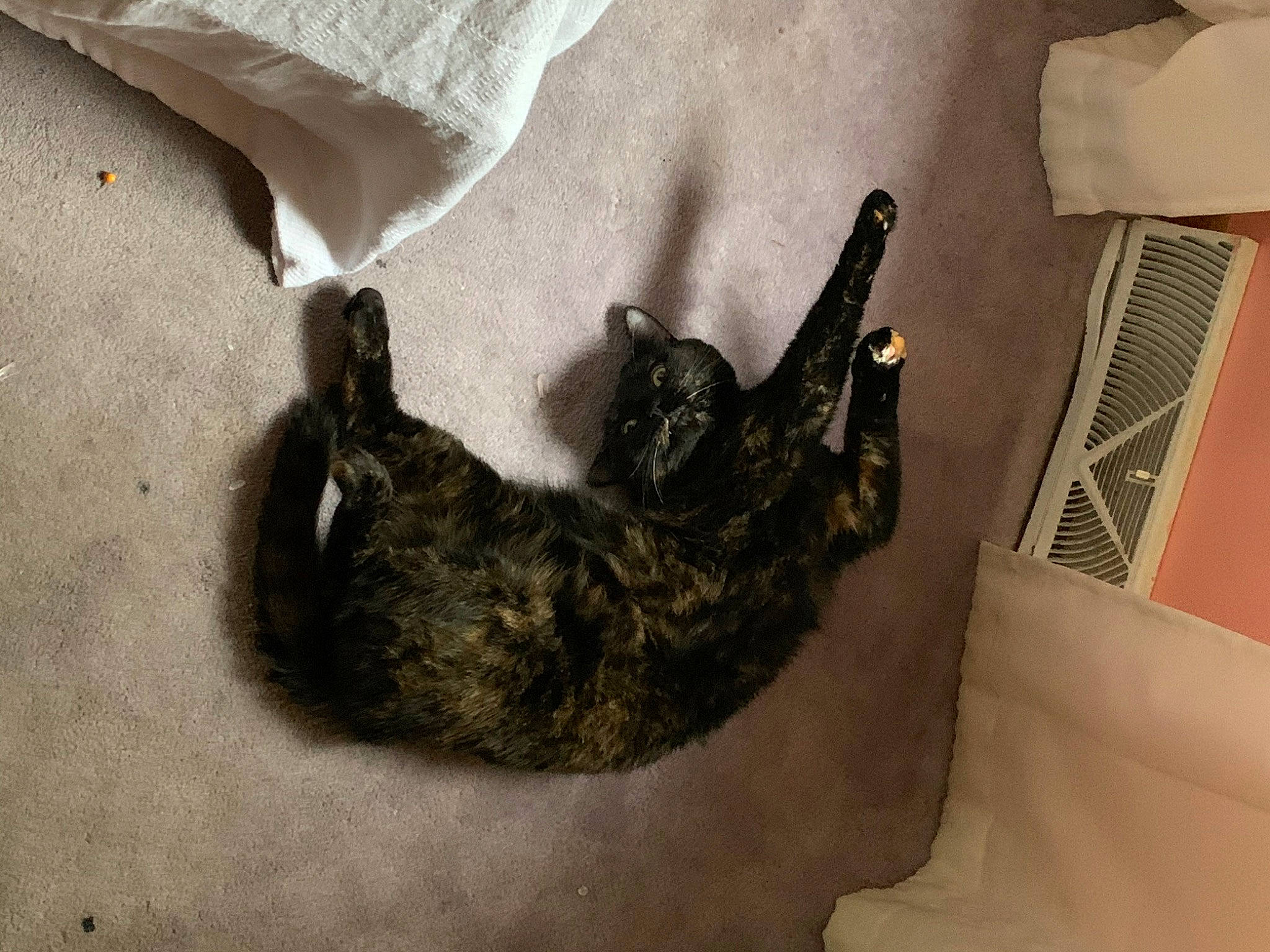 Deja is registered to the contest to win money with this photo: carnivore, cat, felidae, small_to_medium_sized_cats