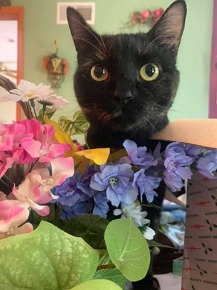 Deja joined the competition — help win amazing prizes! asian, black_cat, bombay, british_shorthair, burmese, carnivore, cat, chartreux, domestic_short_haired_cat, european_shorthair, felidae, flower, german_rex, kitten, korat, plant, small_to_medium_sized_cats, whiskers